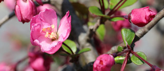 ピンク色のハナカイドウ