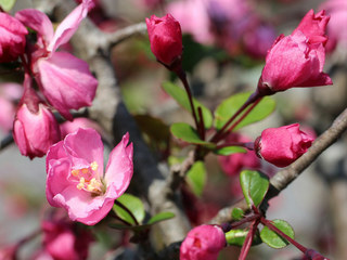 カイドウ (海棠) (撮影日：2021年3月24日)