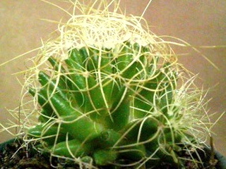 琴糸丸 (キンシマル、コトイトマル) (撮影日：2008年12月15日)