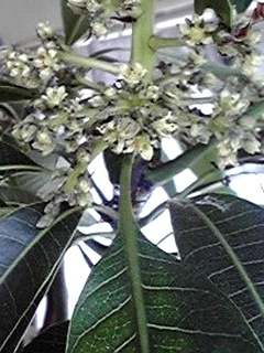 マンゴー (撮影日：2008年4月28日)