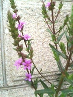 ミソハギ (禊萩)