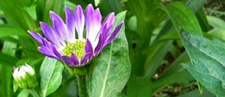 紫色のミヤコワスレ