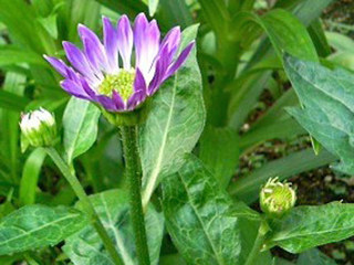 ミヤコワスレ (都忘れ) 　紫色 (撮影日：2008年4月25日)