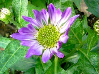 ミヤコワスレ (都忘れ) 　紫色 (撮影日：2008年4月25日)