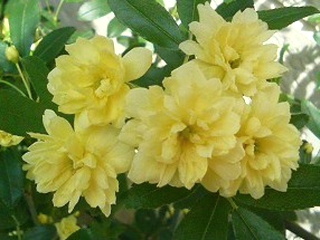 モッコウバラ (木香薔薇) (撮影日：2008年5月1日)