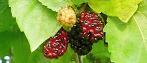 マグワの果実