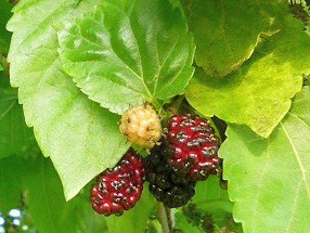 クワの実 (桑) (撮影日：2008年6月8日)