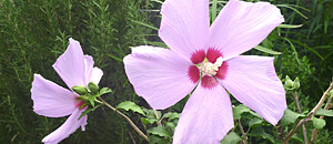 ピンク色の木槿の花