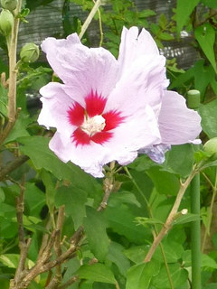 ムクゲ(木槿) (撮影日：2013年8月4日)