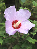 ピンク色の木槿の花の画像 (撮影日：2021年9月9日) 