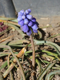 花軸が花茎の先にあるもの (ムスカリの花軸) (撮影日：2024年2月11日)