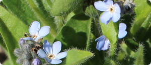 青色のエゾムラサキの花