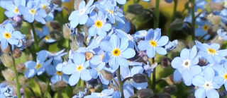 青色のエゾムラサキ