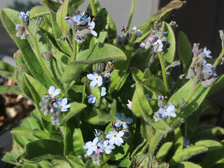 青色のエゾムラサキの花 (撮影日：2025年2月28日)