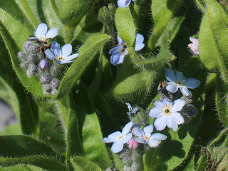 青色のエゾムラサキの花 (撮影日：2025年2月28日)