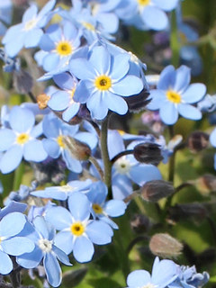 青色のエゾムラサキの花 (撮影日：2025年2月28日)