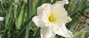 白色のスイセン・アイスフォーリスの花の画像