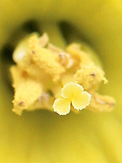 白色のスイセン・アイスフォーリスの花の画像(撮影日：2022年3月15日) 