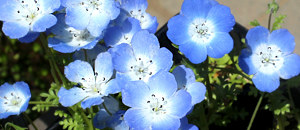 青色のネモフィラ・メンジェシーの花