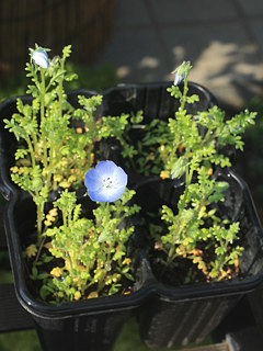 青色のネモフィラの花 (撮影日：2025年4月26日)