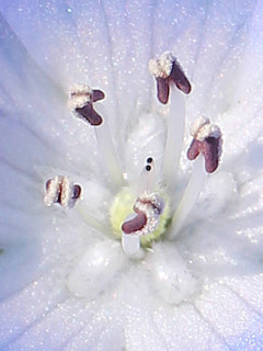 ネモフィラの花粉を出している雄しべと閉じた雌しべの柱頭の画像 (撮影日:2025年4月26日)