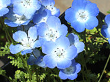 青色のネモフィラの花