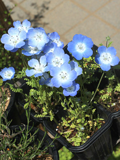 青色のネモフィラの花 (撮影日：2025年5月5日)