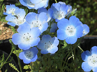 青色のネモフィラの花 (撮影日：2025年5月5日)