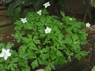 ニリンソウ (二輪草) (撮影日：年月日)