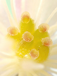 ニリンソウの雌しべの様子 (撮影日：2022年4月2日) 