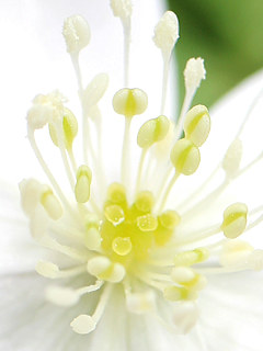 ニリンソウの白い雄しべの様子 (撮影日：2023年3月24日) 