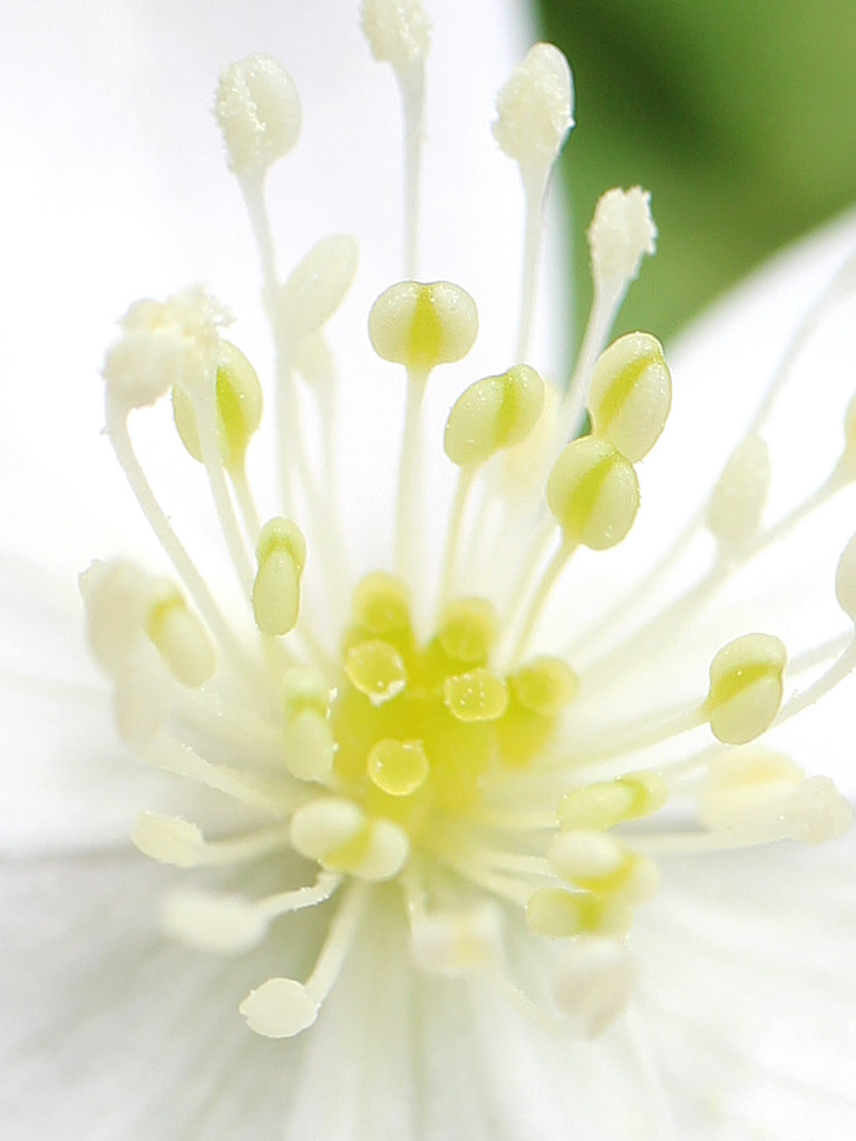 ニリンソウ (二輪草) - 花の名前を調べる