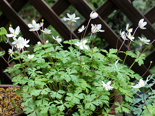開花時のニリンソウの株全体の様子 (撮影日：2023年4月8日) 