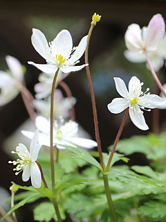 白色のニリンソウの花 (撮影日：2023年4月8日) 