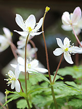 白色のニリンソウの花 (二輪草) (撮影日：2023年4月8日) 