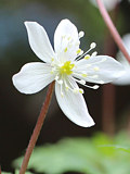 白色のニリンソウの花 (二輪草) (撮影日：2023年4月8日) 