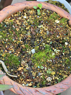 落葉して休眠したニリンソウの蜂の様子 (撮影日：2023年6月15日) 