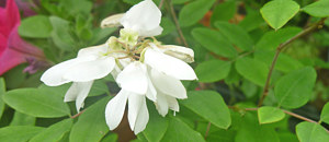 白色のニワフジの花