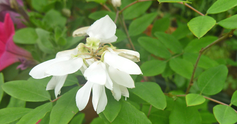 ニワフジ (庭藤) - 花の名前を調べる