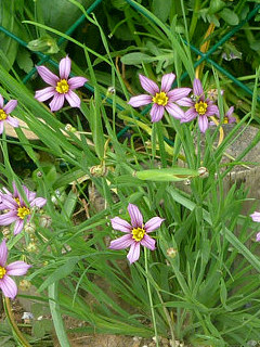 ニワゼキショウ (庭石菖) (撮影日：2014年5月4日)