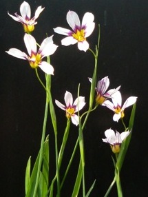 ニワゼキショウ (庭石昌)