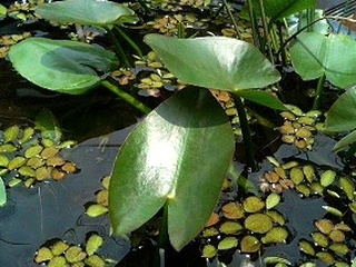 コウホネ (河骨) (撮影日：2008年6月7日)