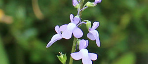 紫色の松葉雲蘭の花