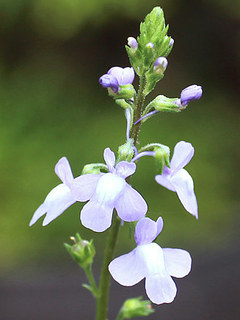 紫色の松葉海蘭の花 (撮影日：2025年4月25日)