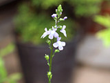紫色の松葉雲蘭の花