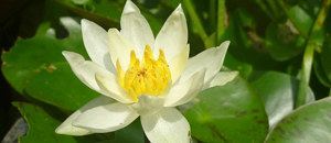 黄色のヒメスイレンの花