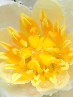 ヒメスイレンのおしべとめしべ (撮影日：2022年9月2日　午後4時1分) 