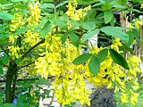 黄色の金鎖の花 (撮影日：2014年5月13日) 