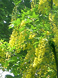 黄色の金鎖の花 (撮影日：2014年5月13日) 