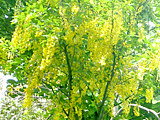 黄色の金鎖の花 (撮影日：2014年5月13日) 